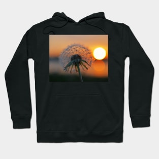 Dandelion Sunset Collins Cove Hoodie